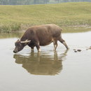 Water buffalo (reservoir for schistosome infection) at the banks of Yangtse river, China
